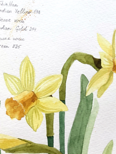 Botanisch aquarelleren - vogels en voorjaarsbloemen